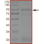 EGFR (K716Q L718Q), Active
